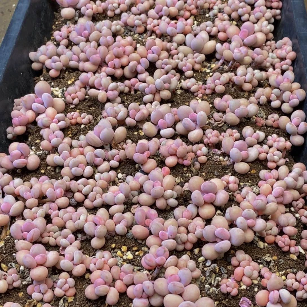 198多肉植物保护研究所所长的