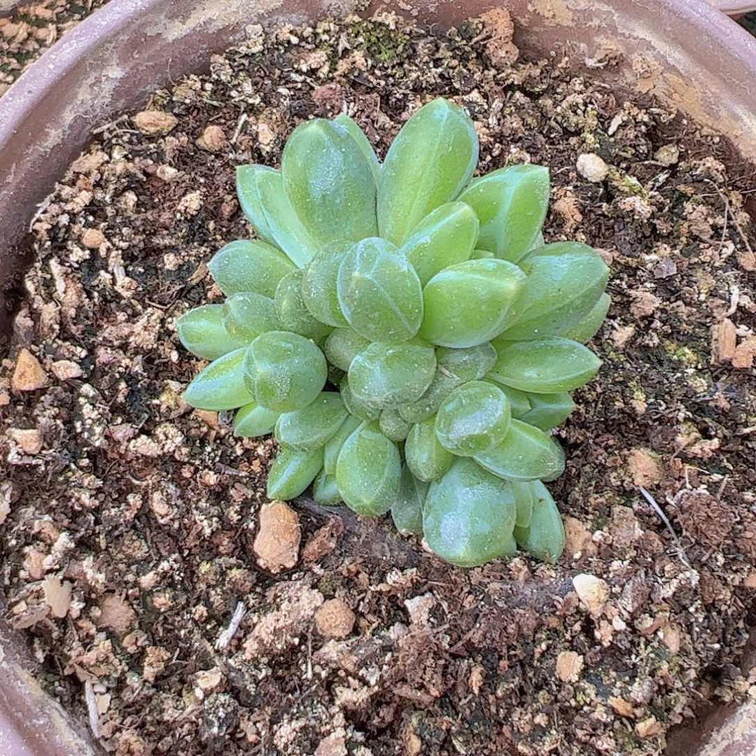 蒂尔曼6头1111111