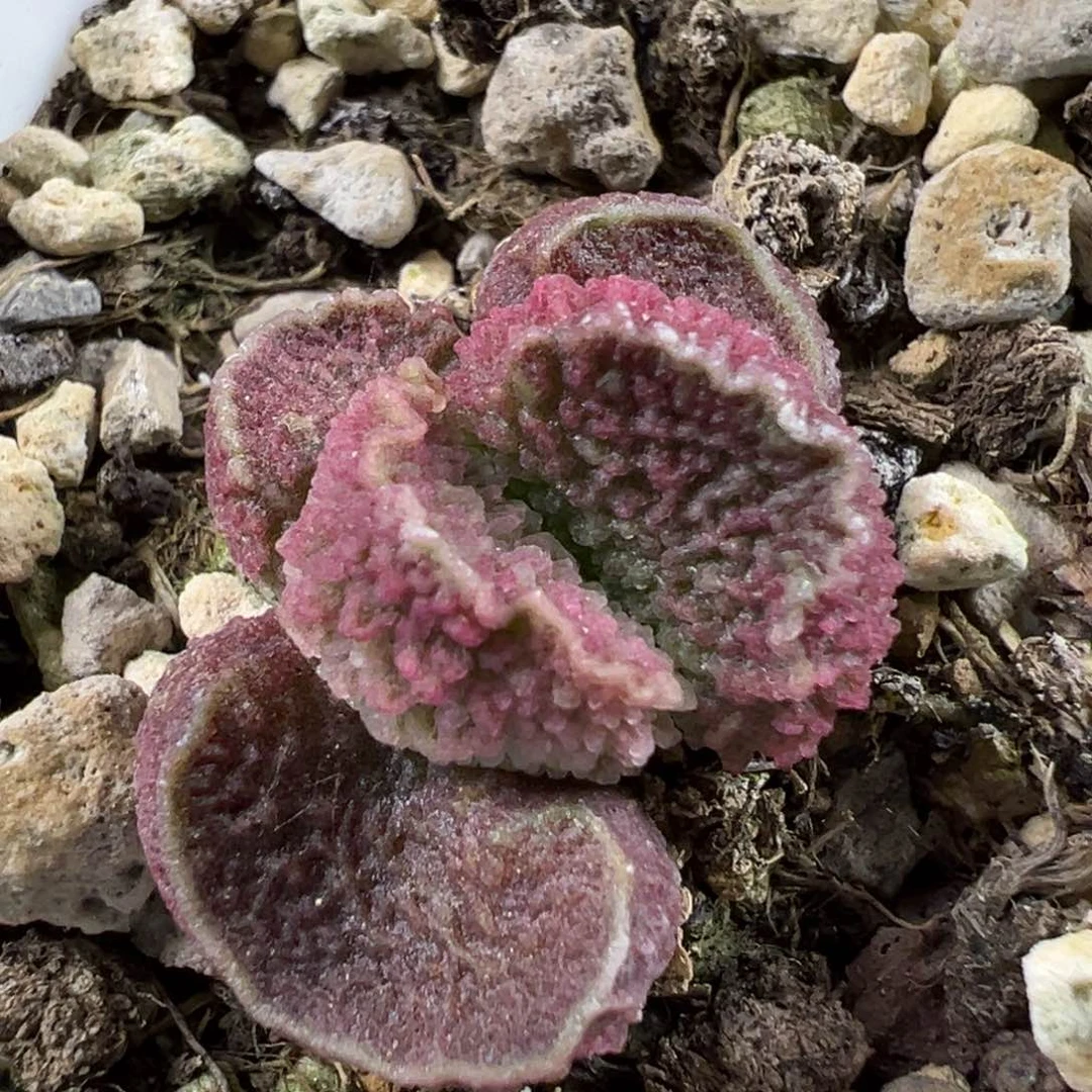 粉色系实生新品多肉植物水泡