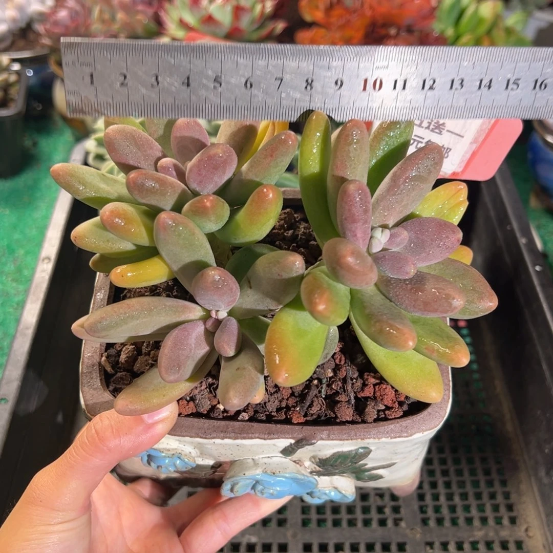 表妹精品多肉植物392.