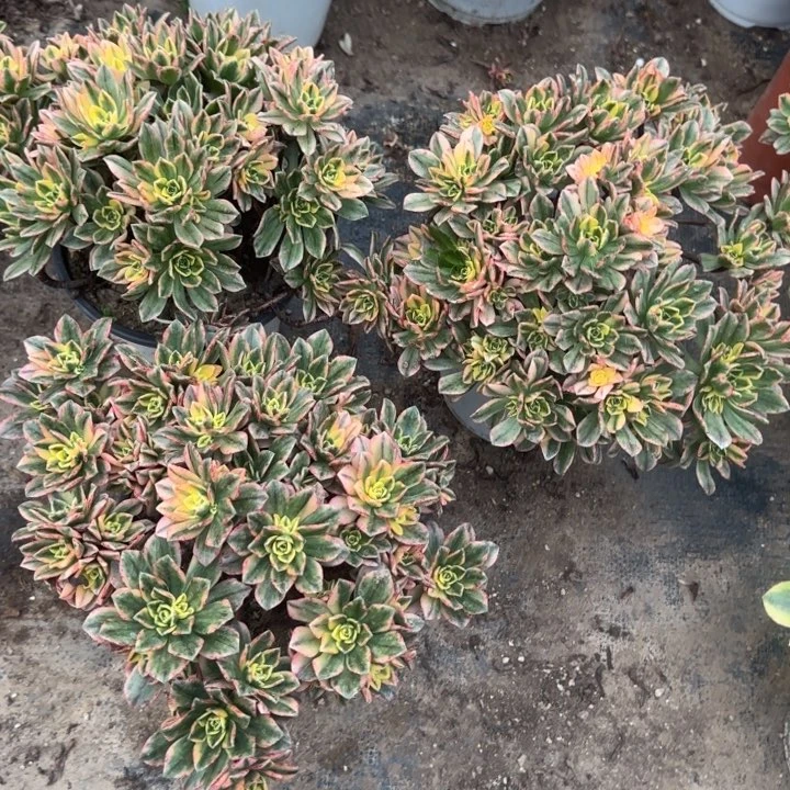 甜茶三颗包邮。