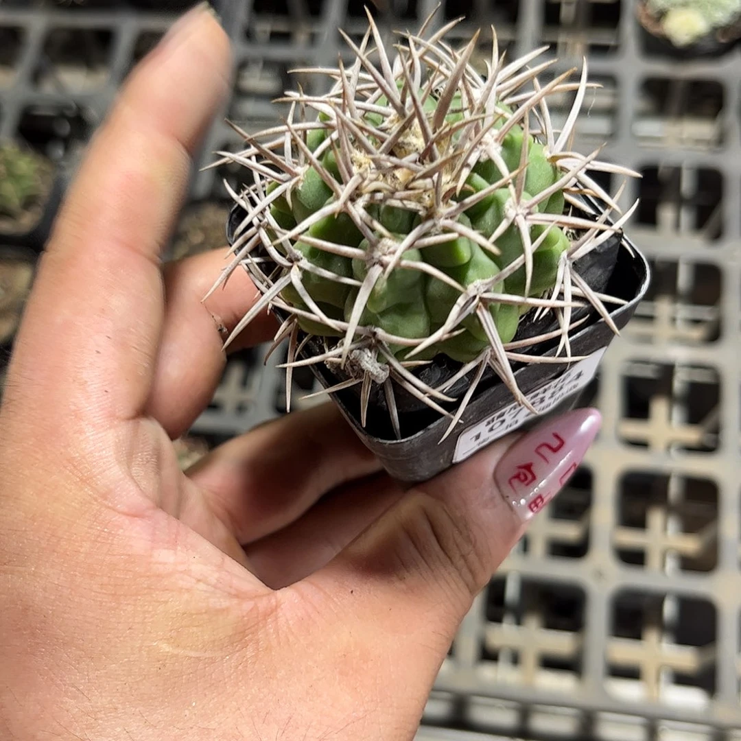 107884一物一拍单头发货