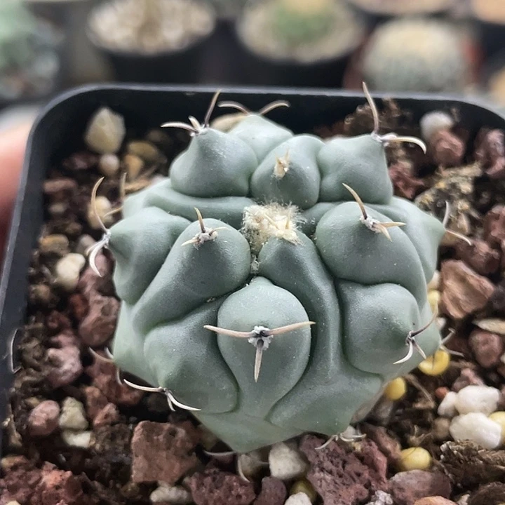 眠狮子实生仙人球