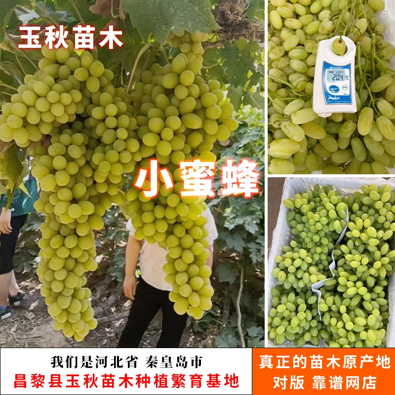 小蜜蜂葡萄苗（贝达砧木嫁接苗）【满29包邮】