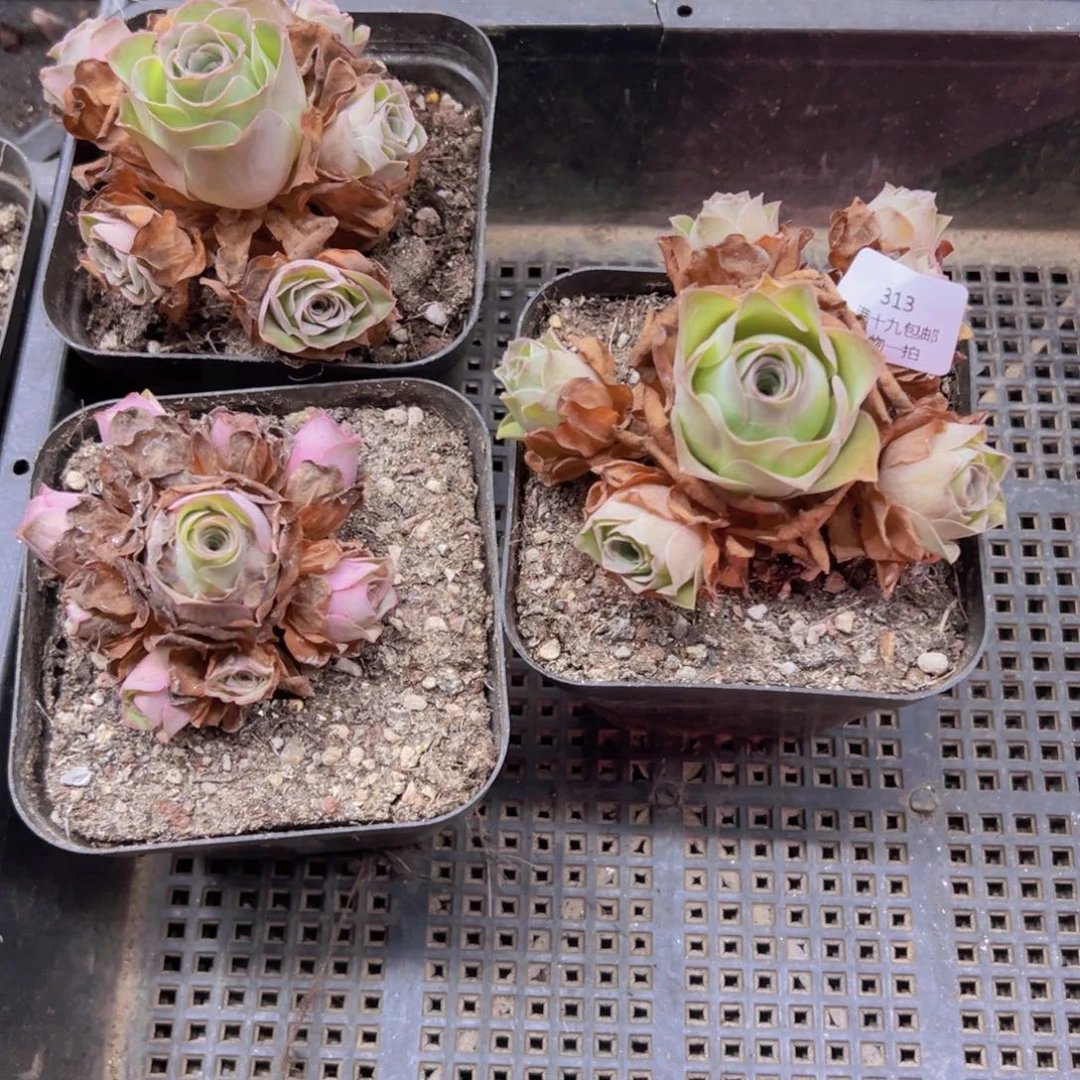 313 侧牙掉了不包损无售后