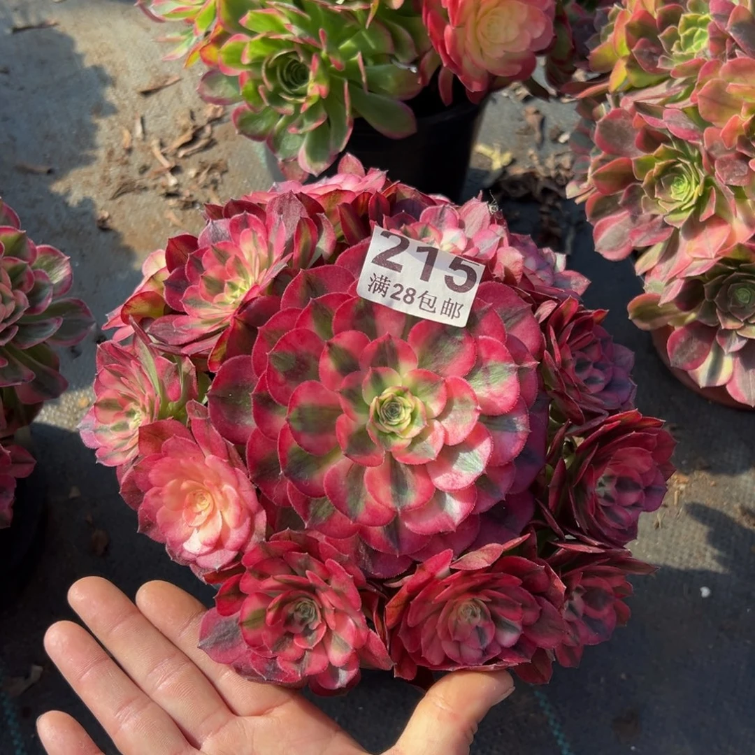 多肉植物215荔枝的