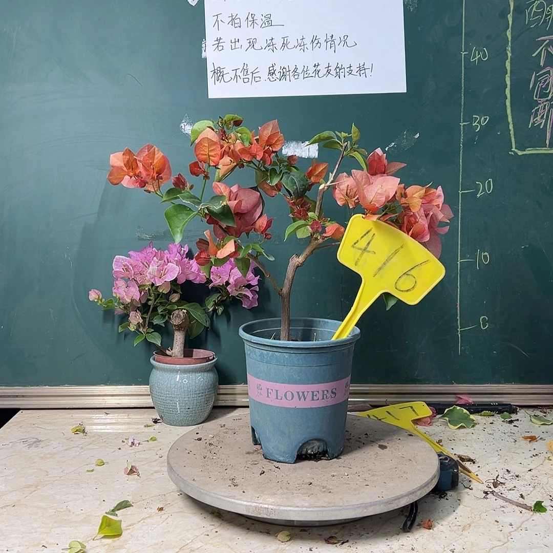 完全开放不甜西瓜416