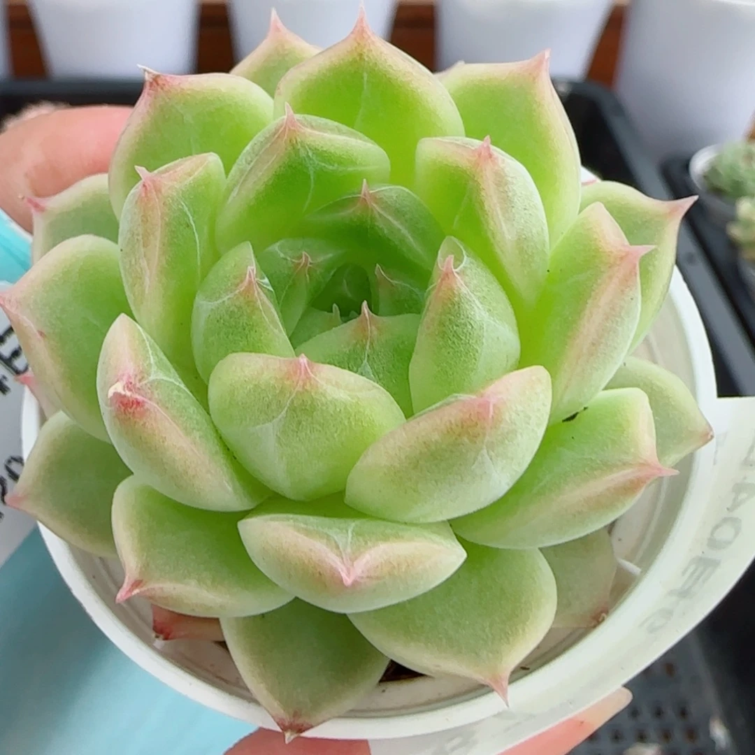 花语逸镜0904-87包子