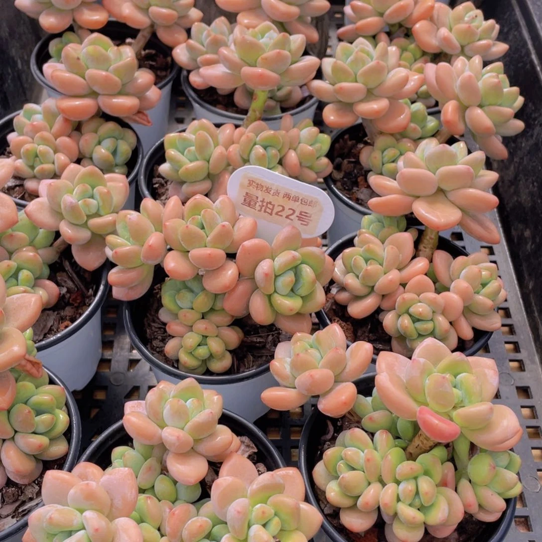 量拍22号 优选红洛神老桩大群生一个