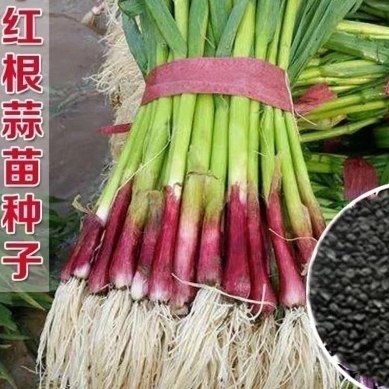 四季播种红头蒜苗种子大蒜苗种子阳台盆栽棚种香蒜硬叶蒜苗蒜苗
