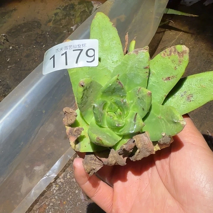 3代杂交仙女杯多肉福利处理