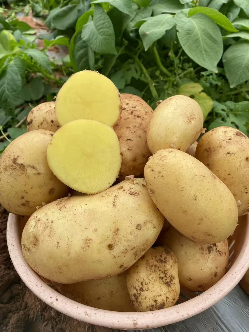 四川黄心土豆新鲜粉面软糯可当季蔬菜的马铃薯