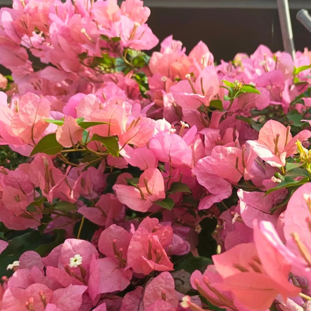 【橙粉公主三角梅】浮山王子基地橙粉色喜阳爬藤阳台庭院植物