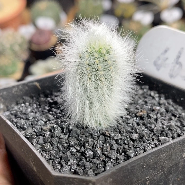 465号实生白发虾1.5cm