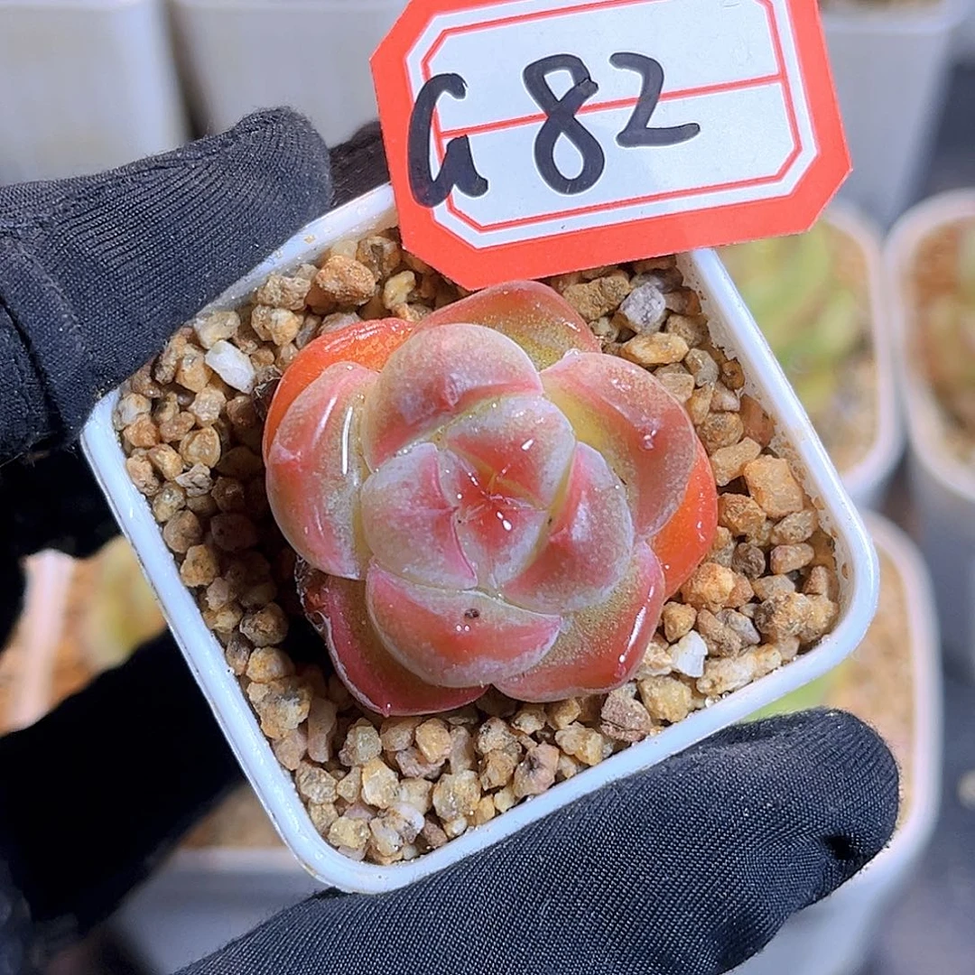 G82 一物一拍 珍妮 孤品