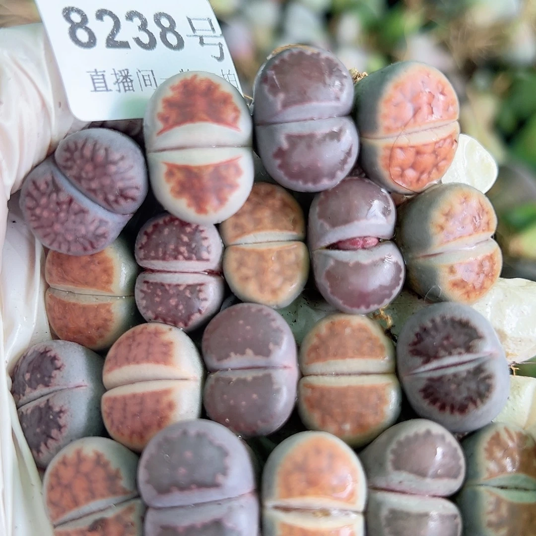 8238 好养易活生石花大母本19个