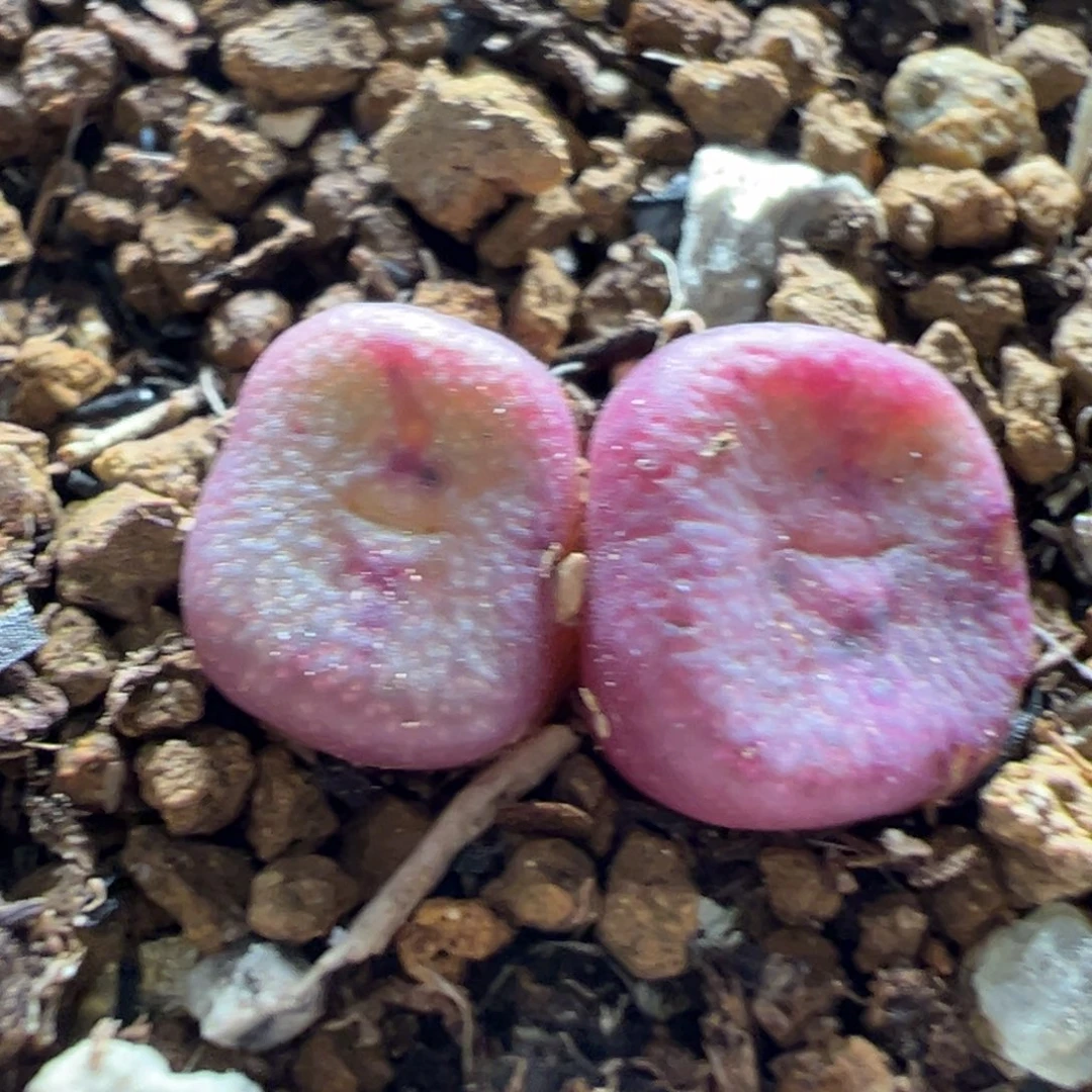 402多肉植物百科植物