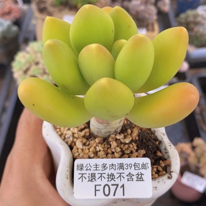 芒果奶金蝉单头071多肉植物
