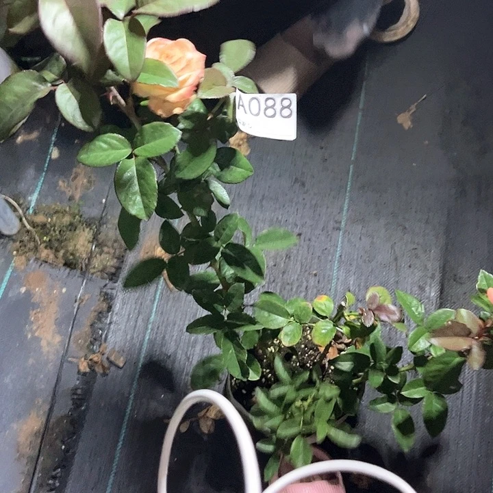 当前无花朵，栽培后可花朵典雅月季88号