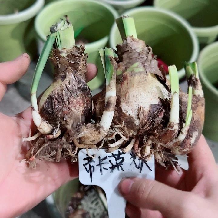 迪卡荣耀两颗，裸球发