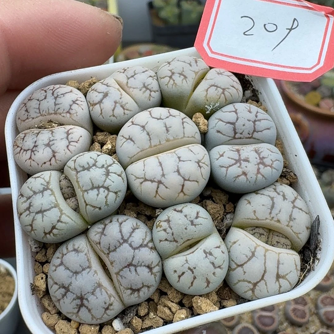 309多肉哈哈哈哈哈哈宝贝吧