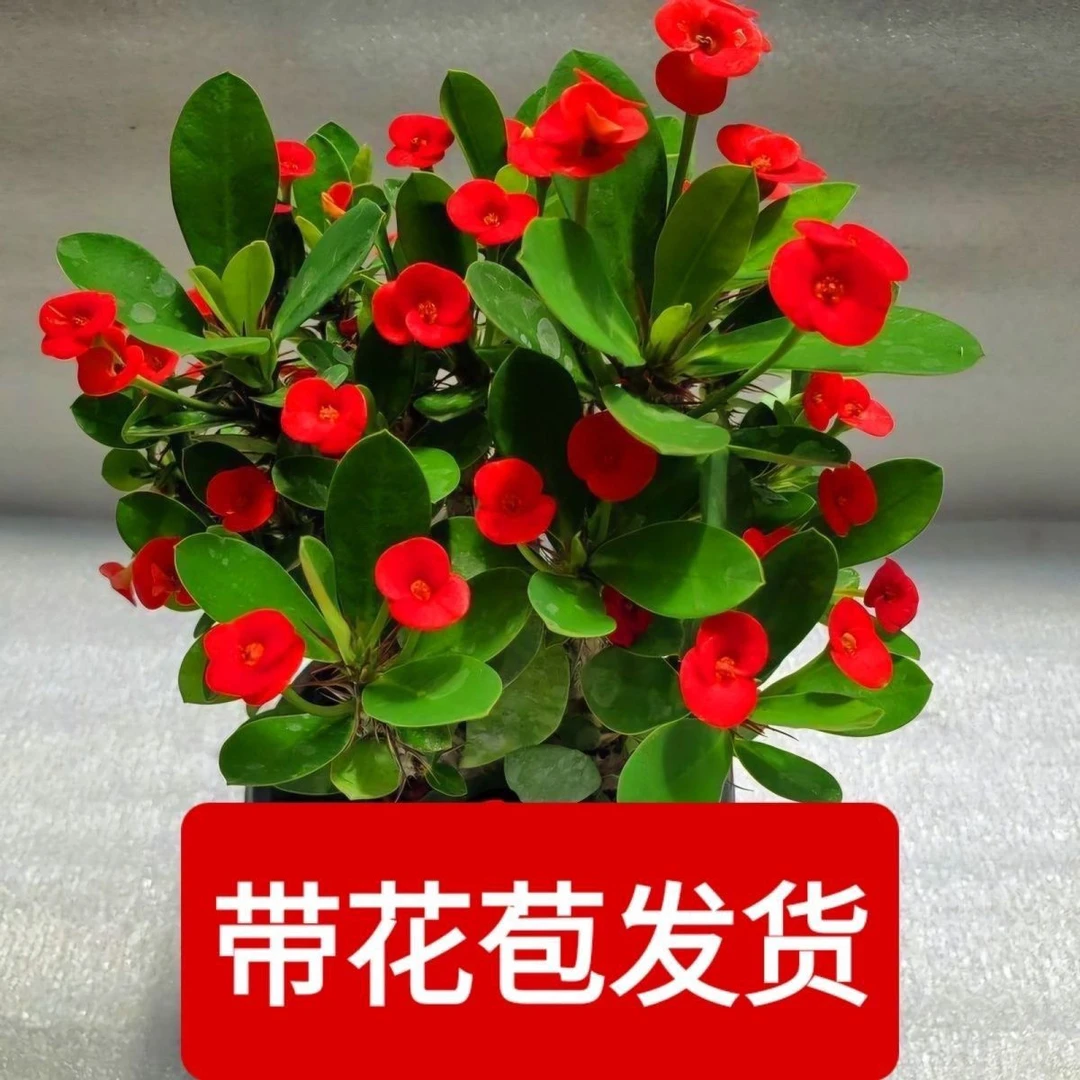 基地便宜精品虎刺梅盆栽净化空气四季开花耐旱生命力强懒人植物