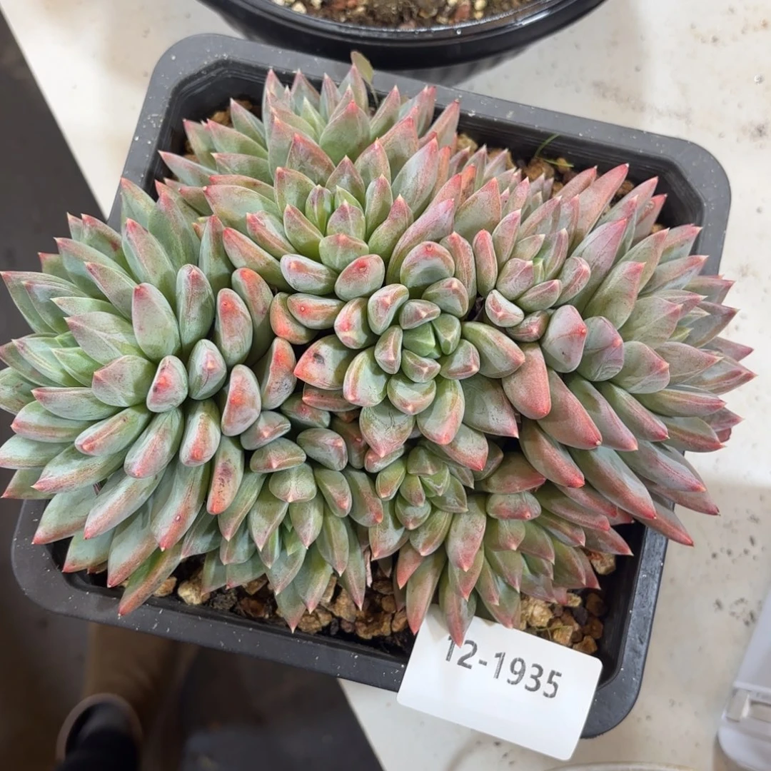 1935红蛋美人多肉植物