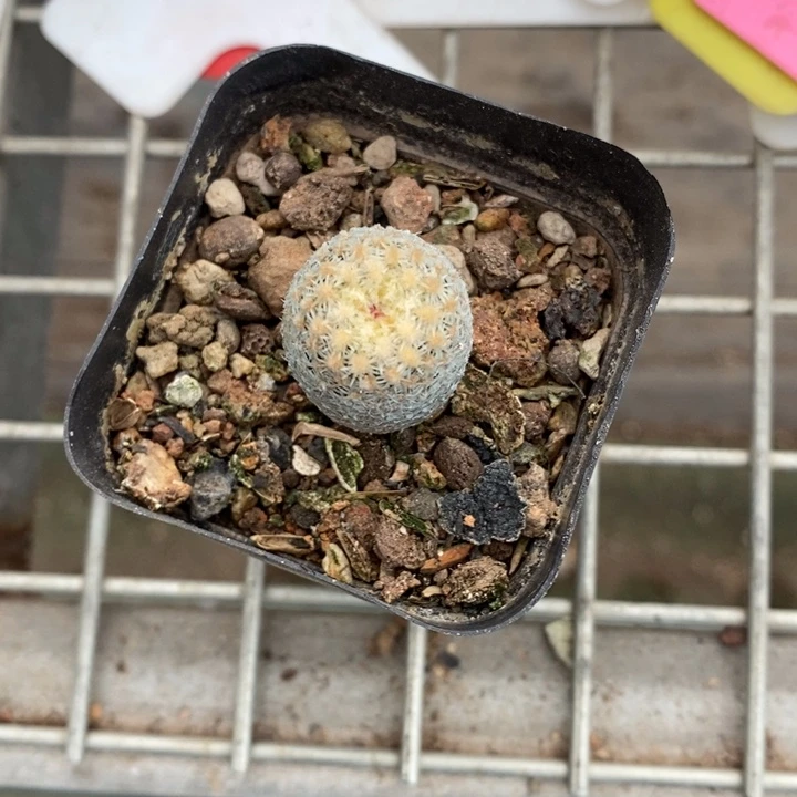 伯克利和格蕾纳等著名音乐