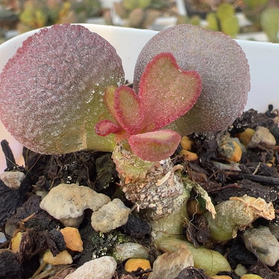 实生新品多肉植物水泡多肉植物