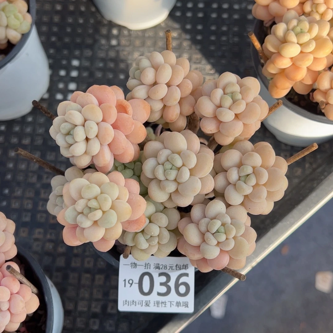 洛可可多肉多肉多肉多肉