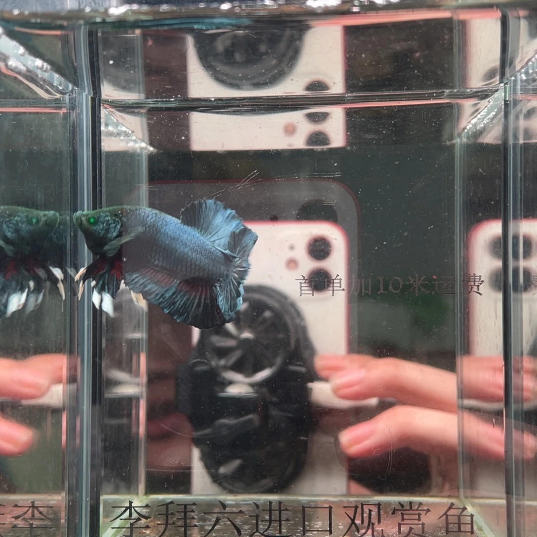 斗鱼印尼精品斗鱼71