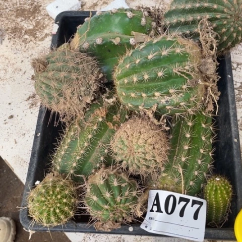 瑕疵苗毛花柱a 077