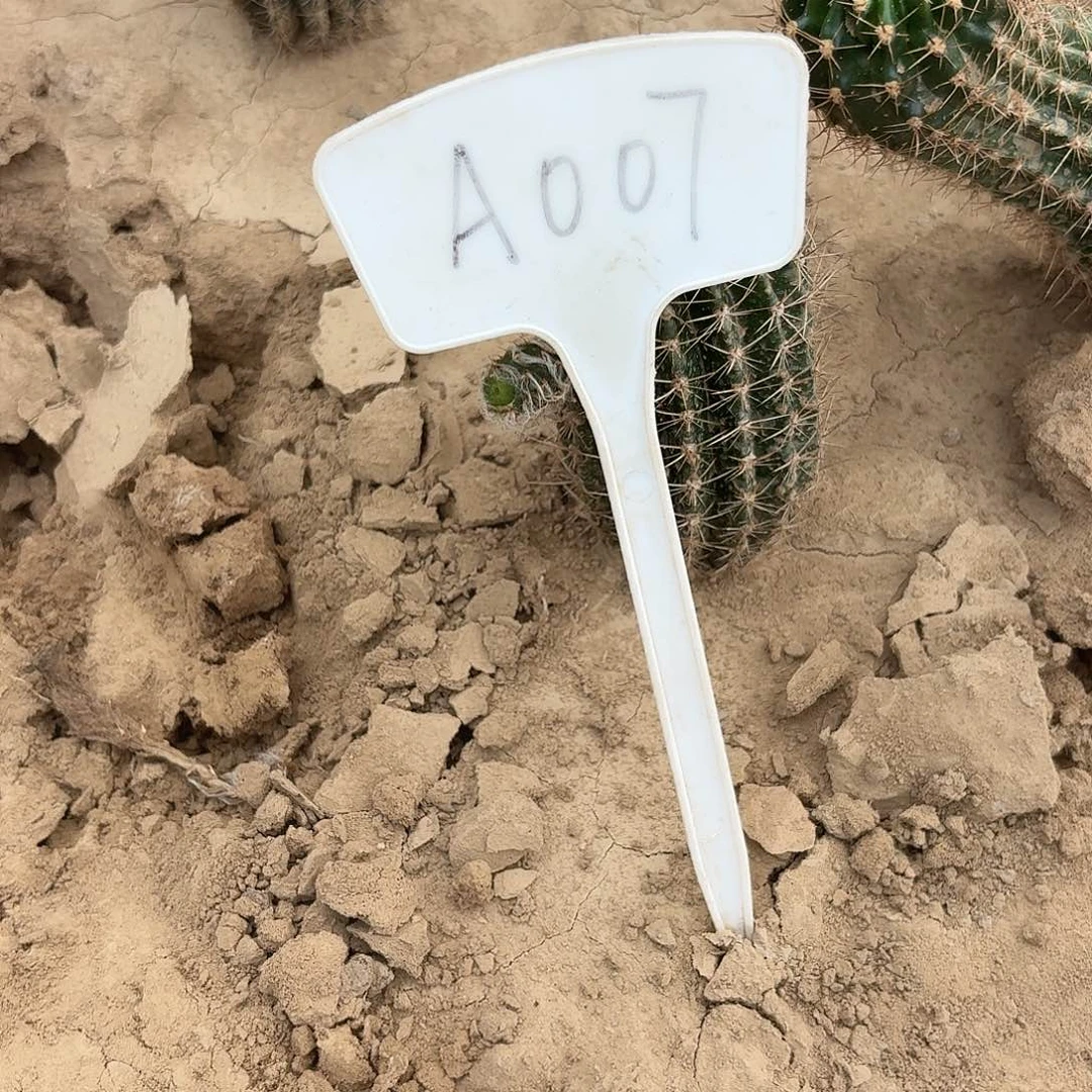 回****A007,热加瑕疵歪头