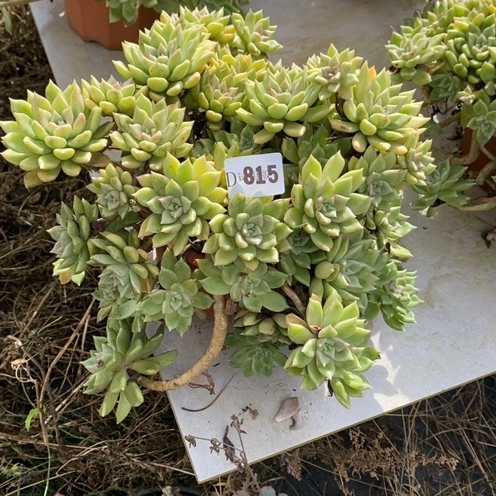 秋***话815璀璨多肉植物多肉