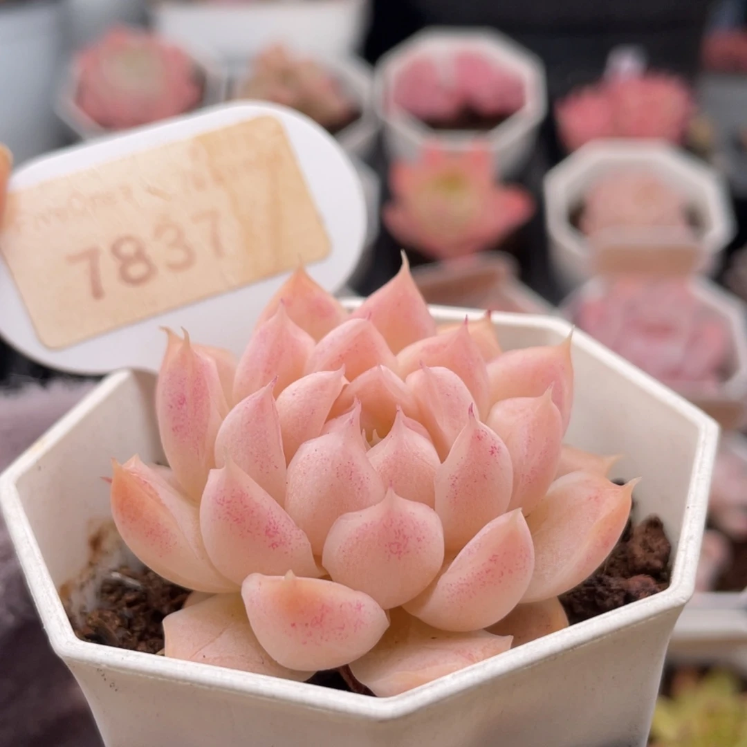 桃熏女王7837-5.0厘米