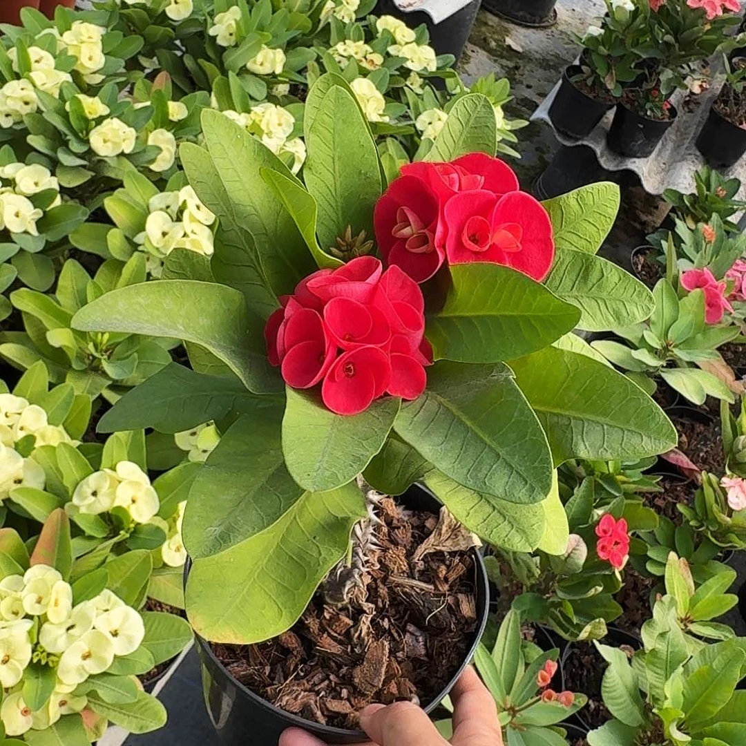 完全开放虎刺梅千万富翁直播间一物一拍