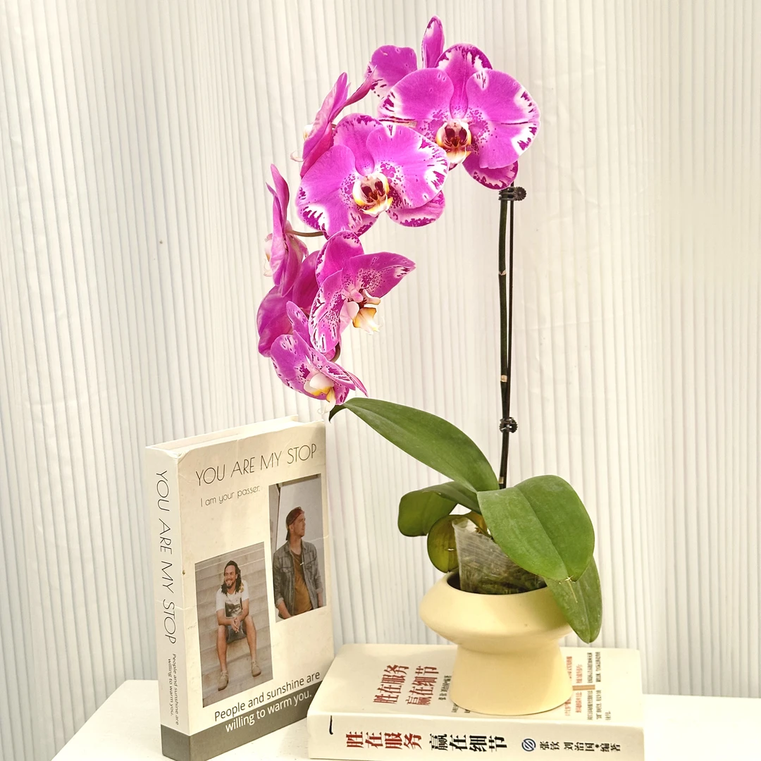 蝴蝶兰《藏宝图》超级大花垂感十足粉色系