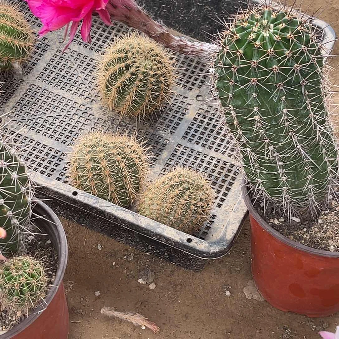 珍***惜彩草脱土脱盆摘花满20包邮