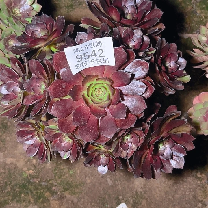 9542黑美人多肉植物