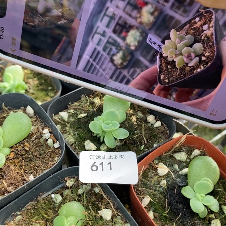 标611紫冰玉一个量拍