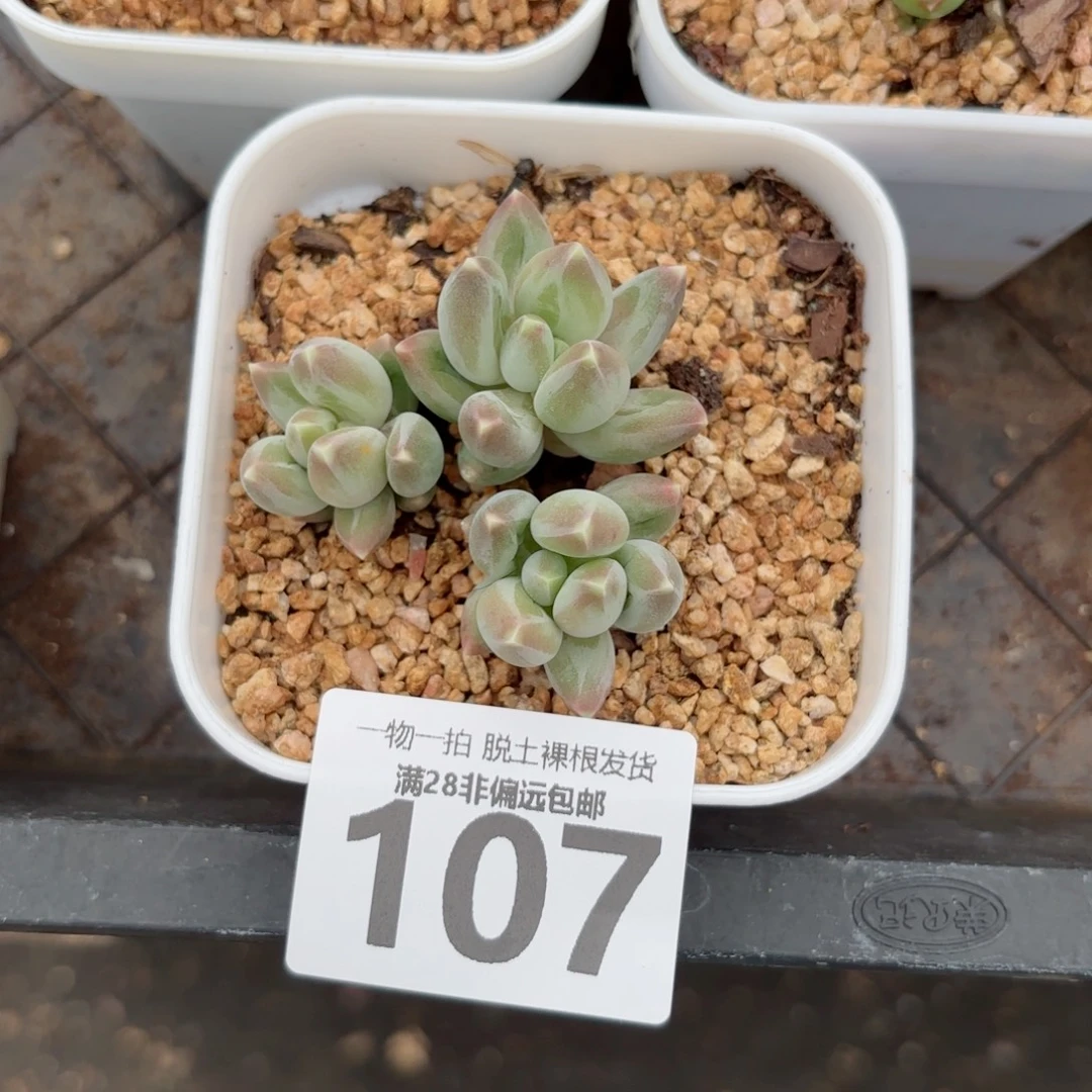 松果美人多肉多肉多肉