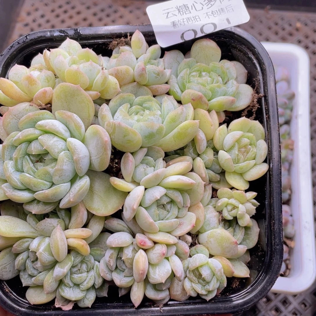 云糖心多肉植物001