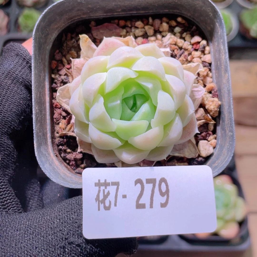 花利美7-279白月影