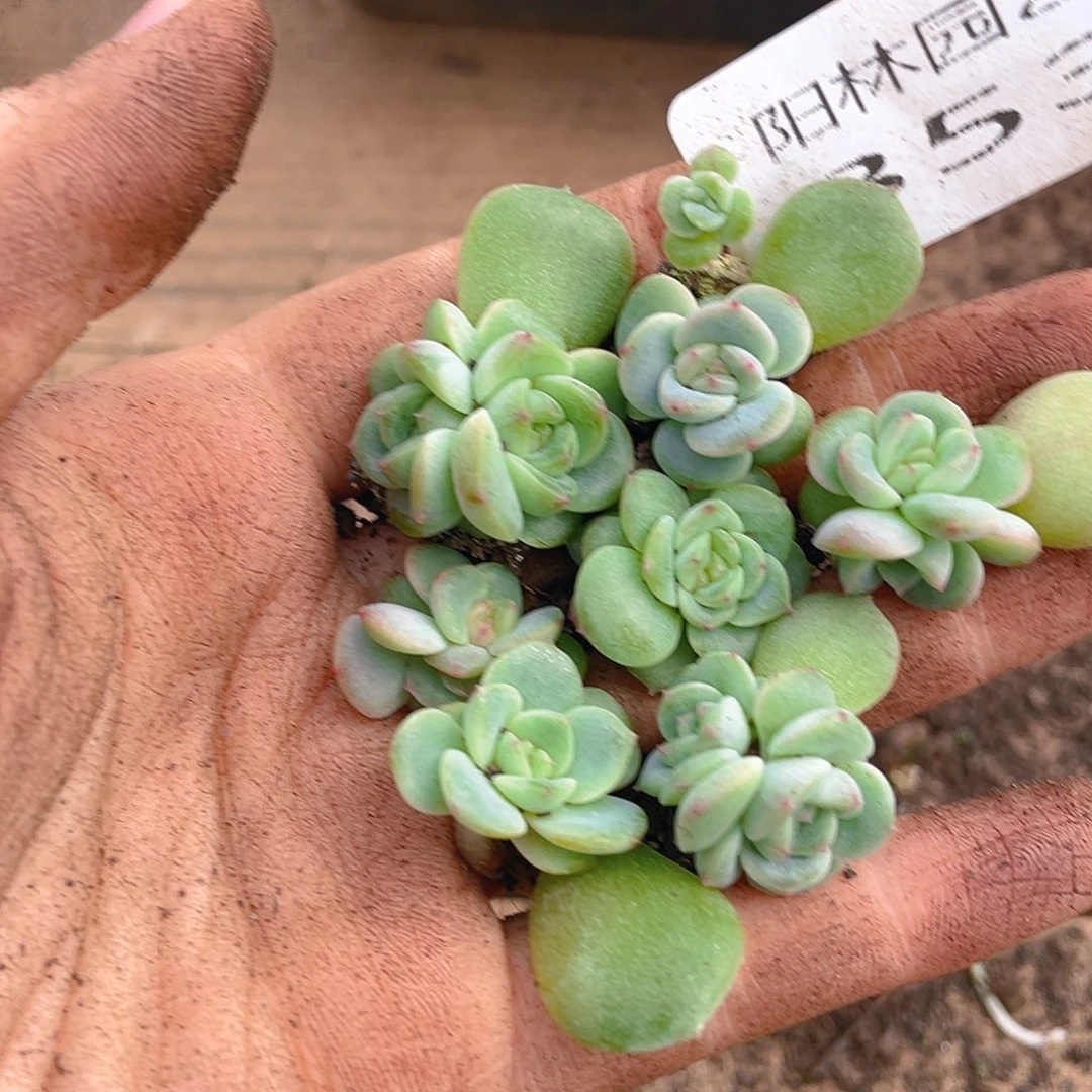 多肉植物多肉植物353