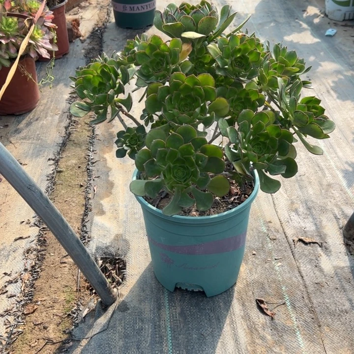 46青衣多肉多肉多肉多肉