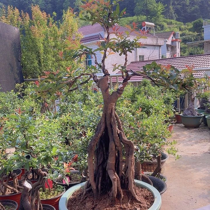 无花朵贤金蛋子盆景