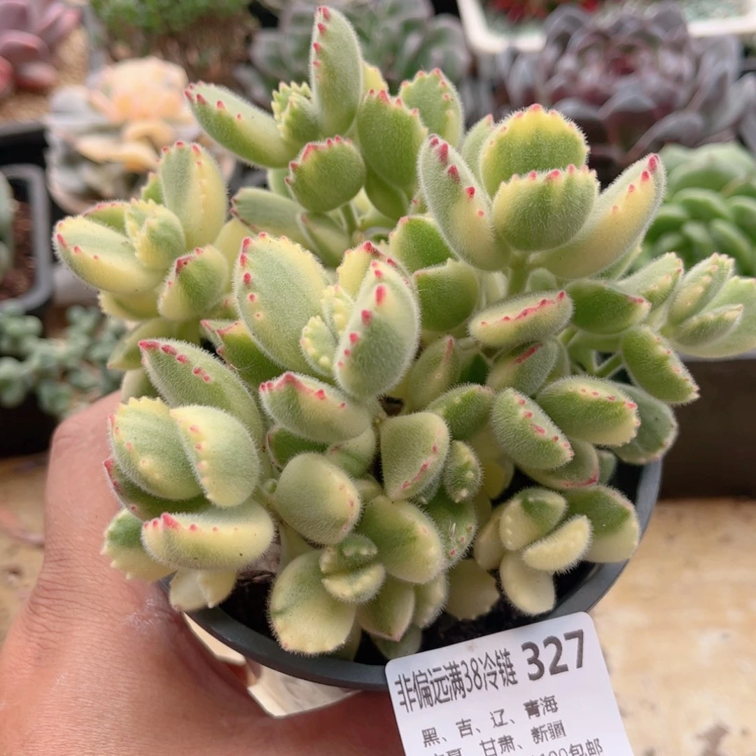 327白熊德华多肉
