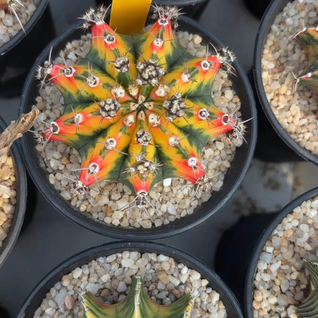 7-1222泰国发货多肉