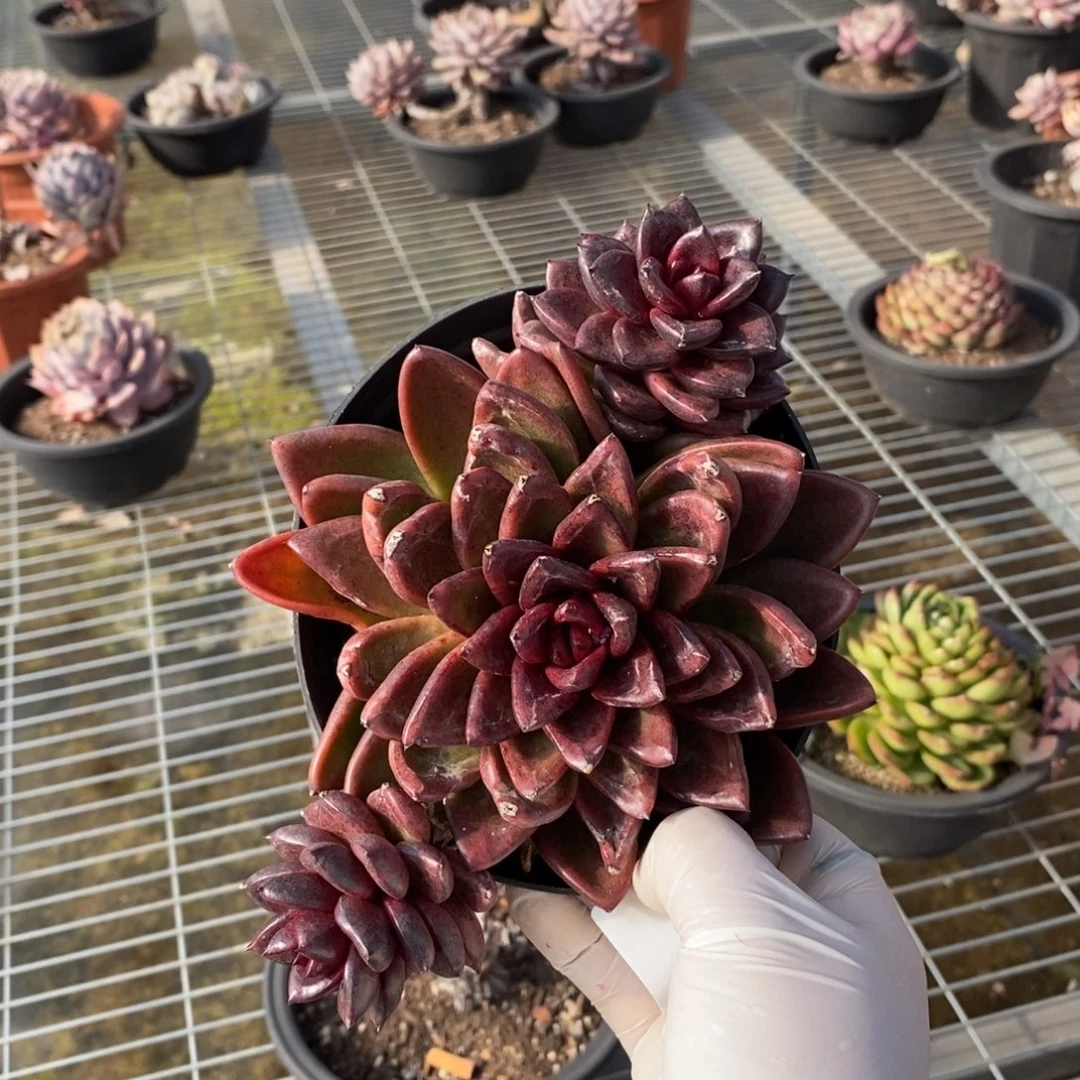 126丰沛玫瑰一物一拍