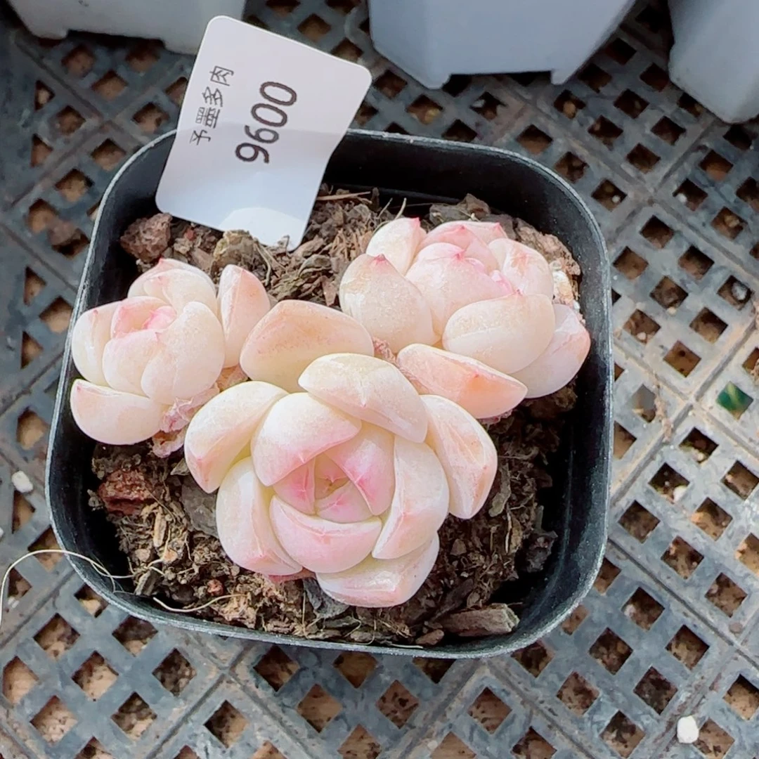 海棠花，9600多肉植物